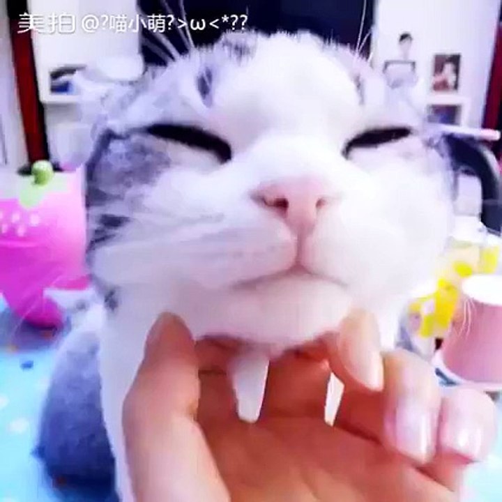 Cat smiles