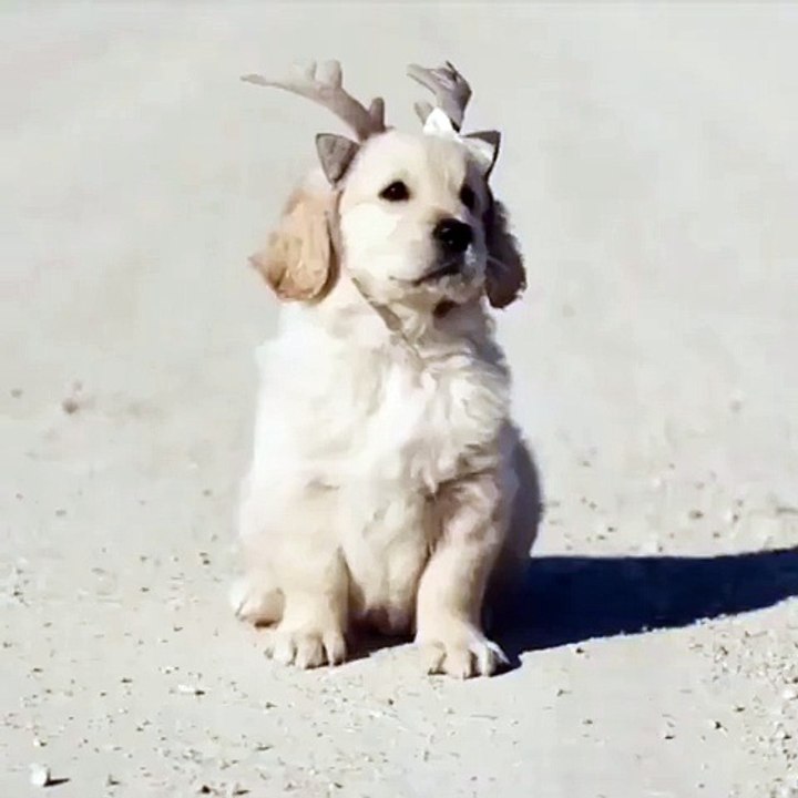 Majestic