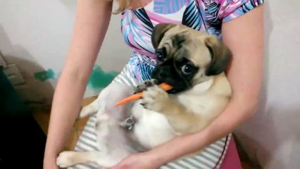 Pug eating some carrot
