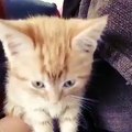 Tiny kitten yawning