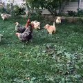 Puppies just wants to understand these chickens