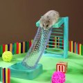 Tiny hamster in a tiny playground