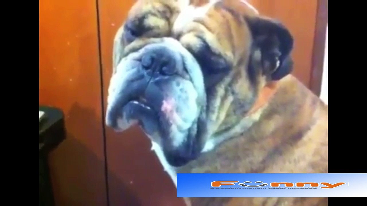 Funny Animal Vines!