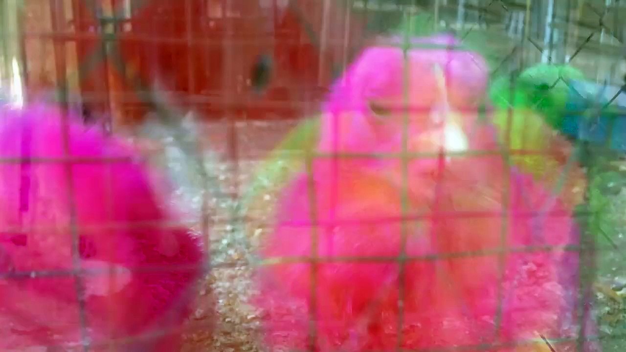 colors of death