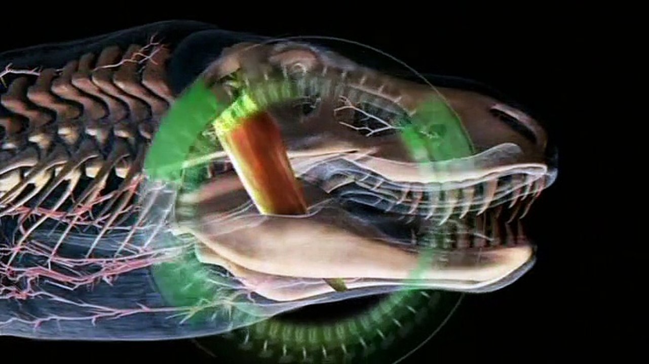 Discovery Channel Dinazor Savaşları Bölüm 2 full hd izle, türkçe dublaj, hd izle