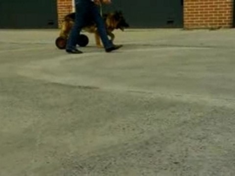 Berger allemand handicapé