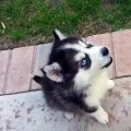 Baby husky trying to howl