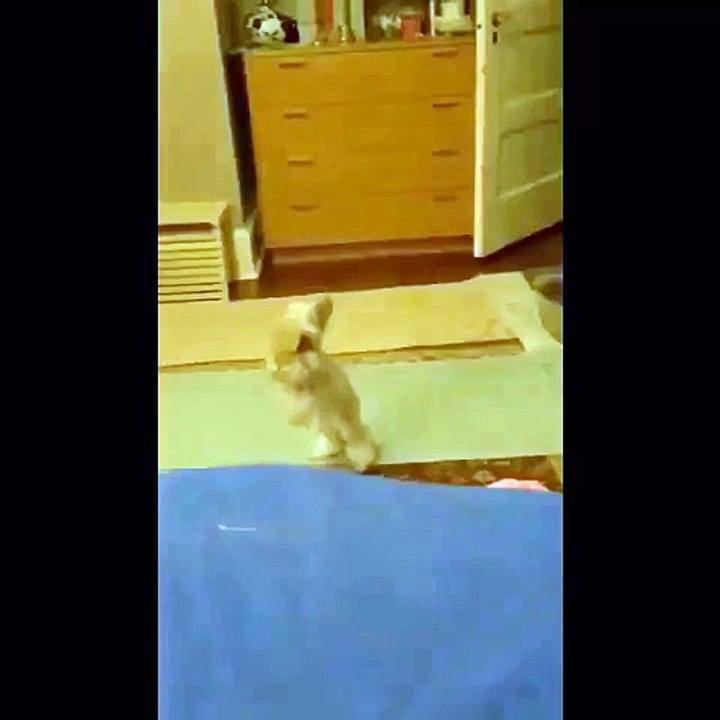 Coolest bunny ever