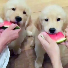 Puppies eating watermelon
