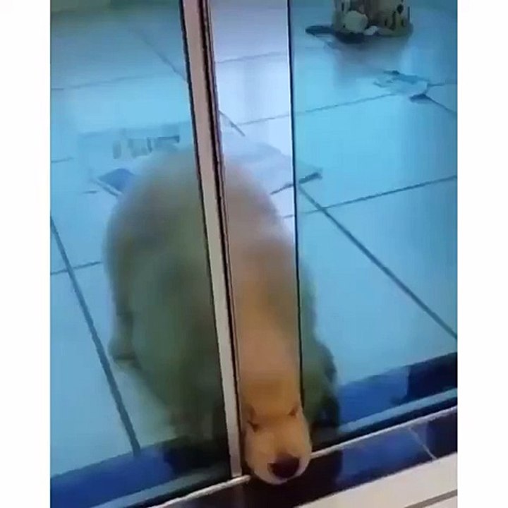 Puppy wants your attention