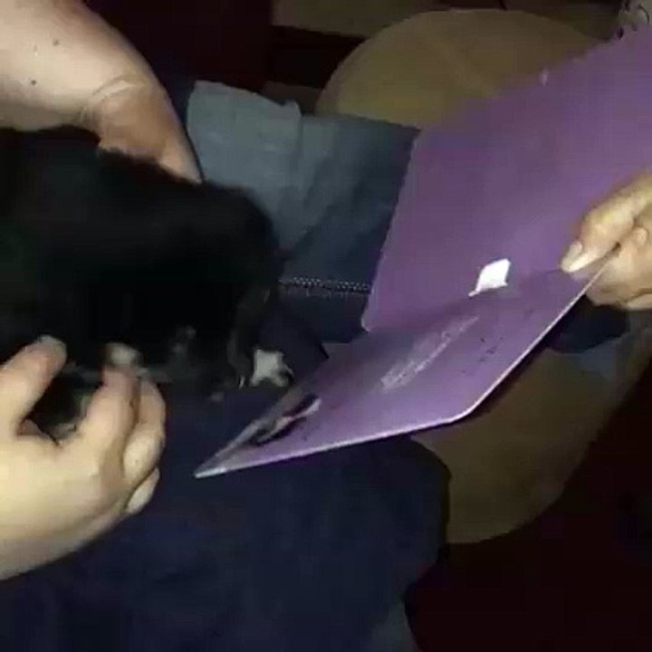 ''Roar roar roar rroa''