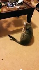 Poor thing can't get the thing off his head