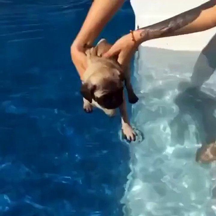 Puppy break