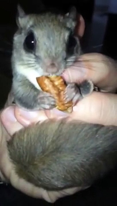 Biscuits the flying squirrel vs pecan