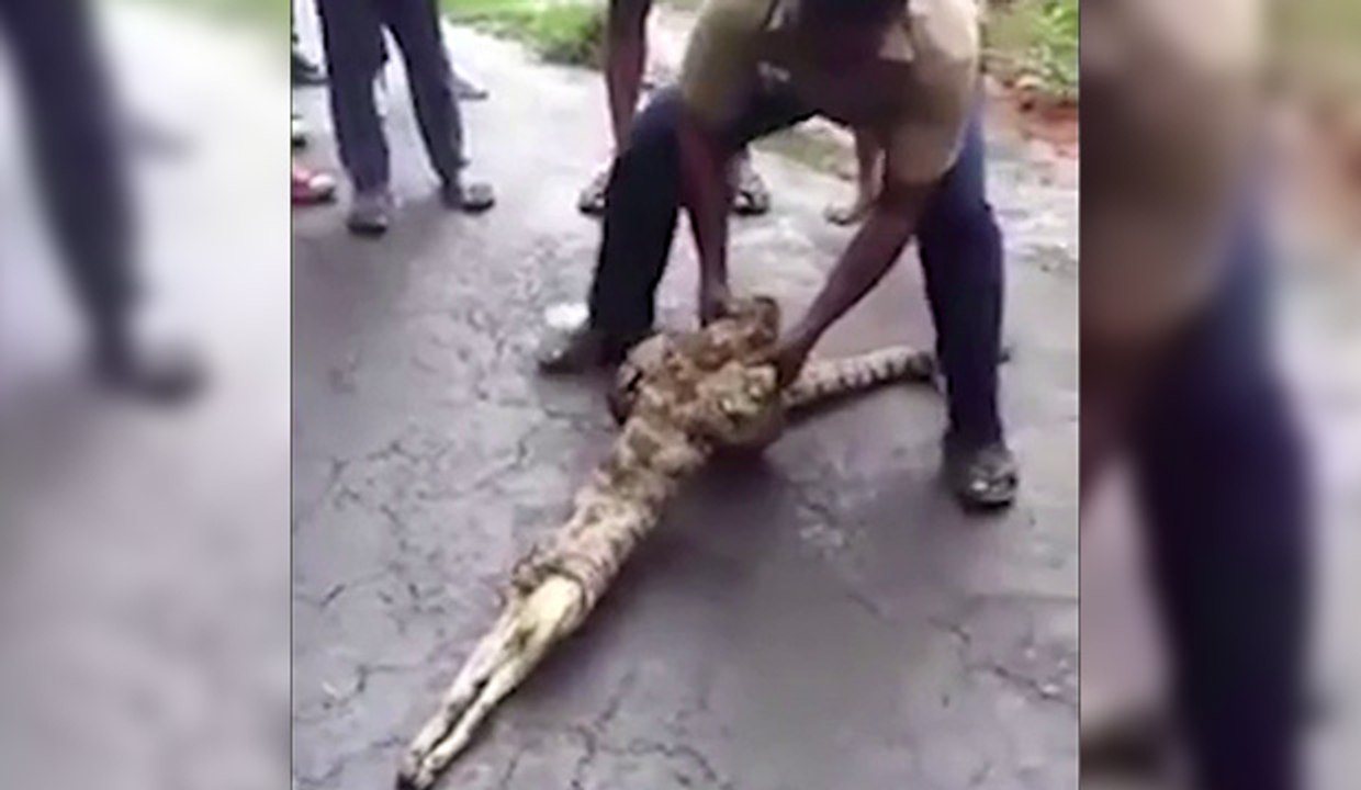 Un homme extirpe deux chèvres d'un serpent