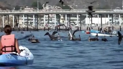 Balina Gören Masum Kız