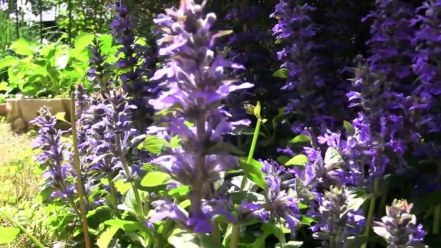 【家庭菜園】ミニトマトの育て方 植え付け 栽培 [Home gardening] Tomato Gardening How to Grow Cherry Tomatoes