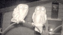 Amazing Screech Owl Mating Calls