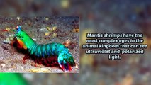 10 Most Weird and Unusual Sea Creatures