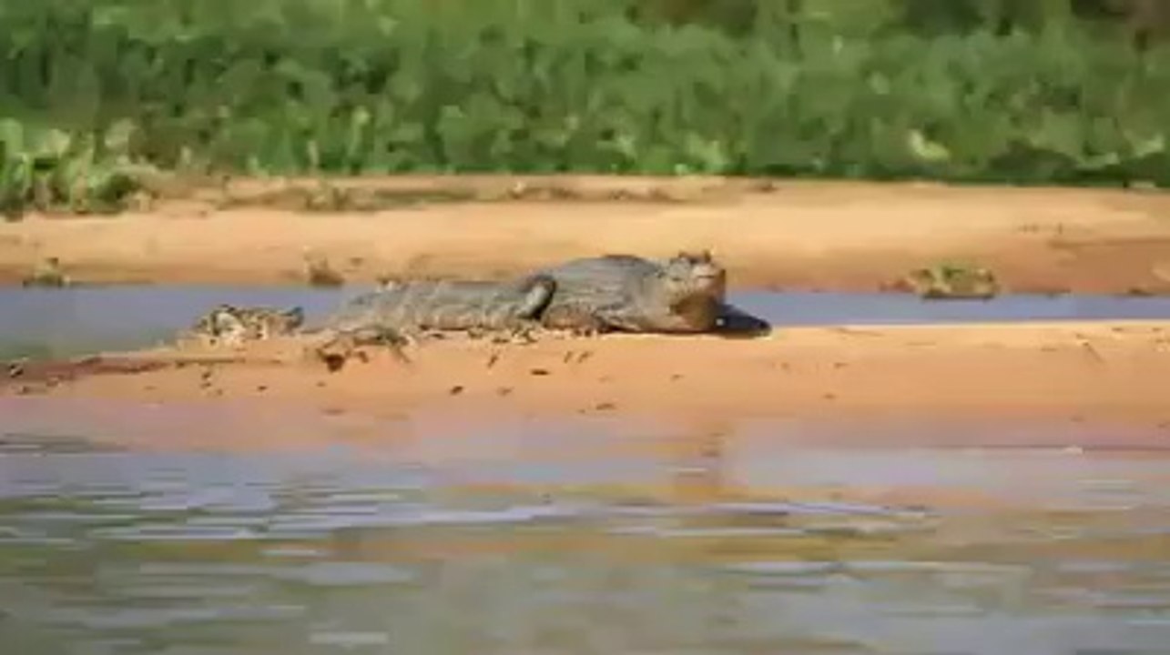 El cocodrilo