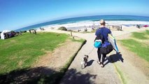 GoPro: Brandy the Surfing Pug