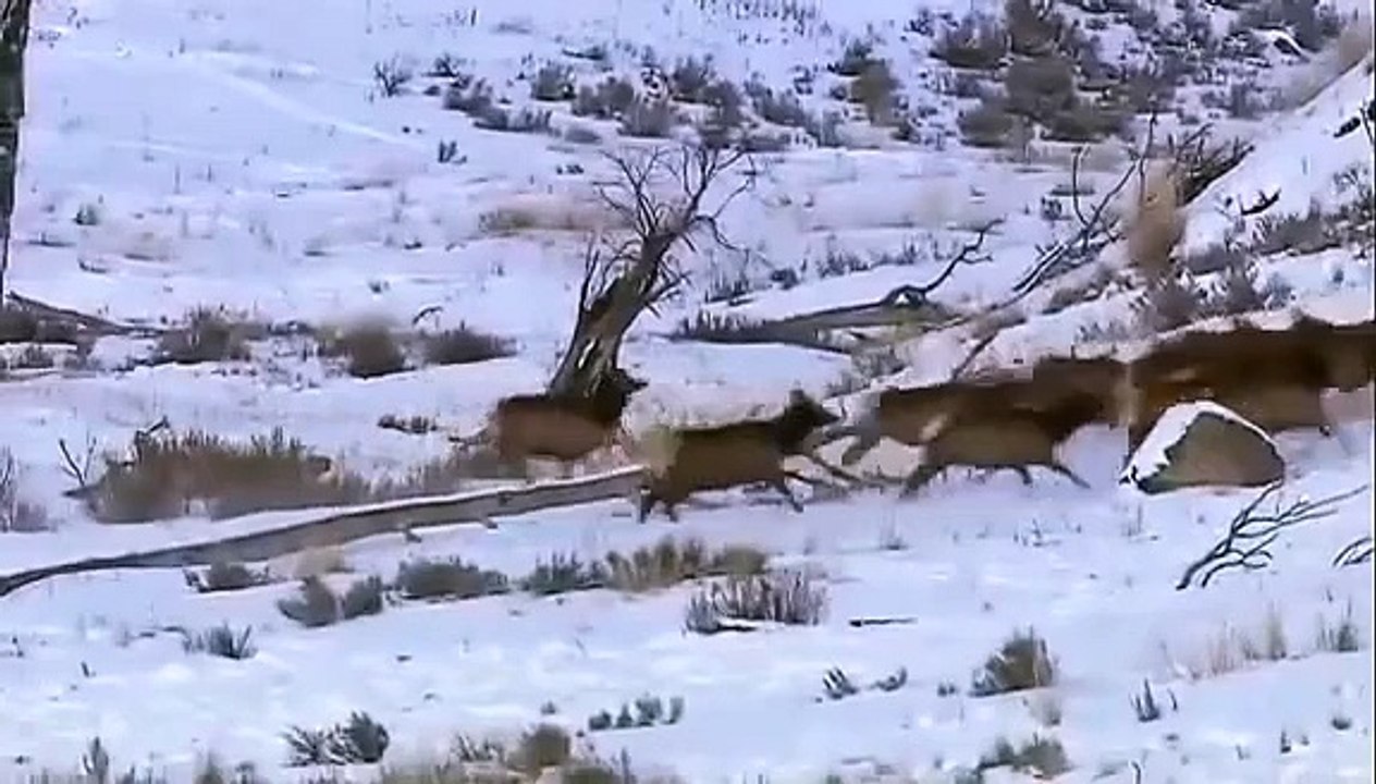 National geographic - Black Wolf's Secret Life - BBC wildlife animal documentary