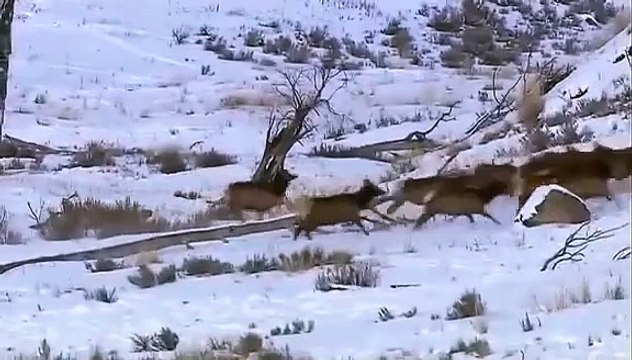 National geographic - Black Wolf's Secret Life - BBC wildlife animal documentary