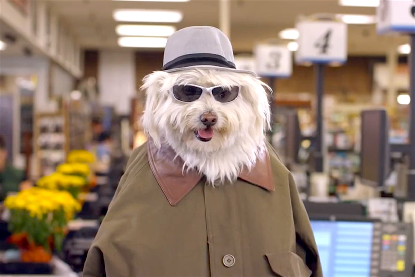 Dogs doritos store