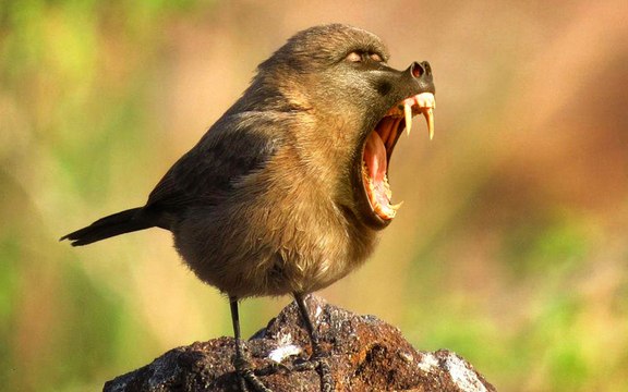 Tropic World Africa Enrichment Trees Wolf Pups First Wellness Exam Goes Green for St. Patrick's Day!