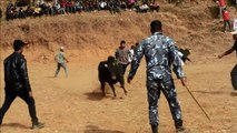 Thousands cheer on Nepal bullfighting spectacle