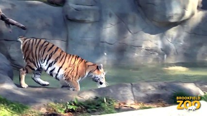 Whirl Amur Tiger Gears up for Cat Awareness Weekend