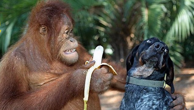 Brookfield Zoo's Snow Leopard Cubs Play in Snow Wolf Pups First Wellness Exam Valentine's Day at Brookfield Zoo Seven Seas Staff Part 6 - Mairim