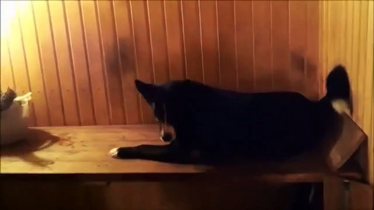 Собака любит париться с мужиками