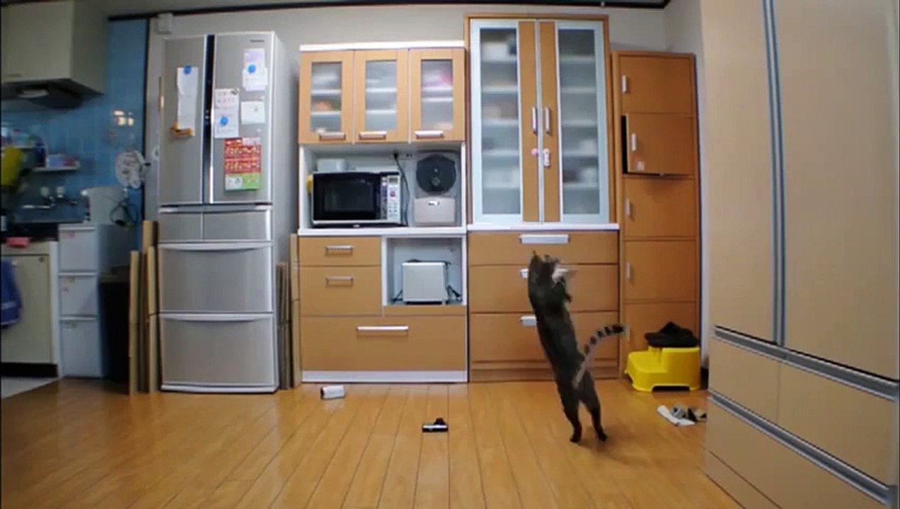 A  goalkeeper Cat - chat gardien