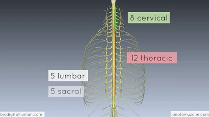 Spinal Cord - External Anatomy - 3D Anatomy Tutorial