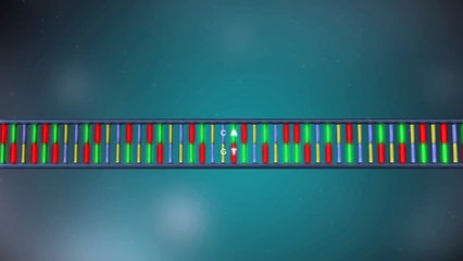 DNA replication - 3D (1)