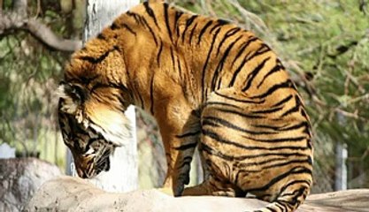 New miracles of Allah