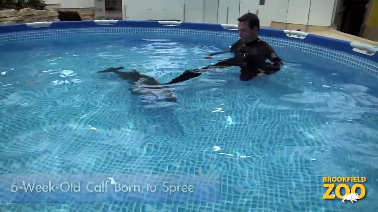 Dolphin Calf Update!