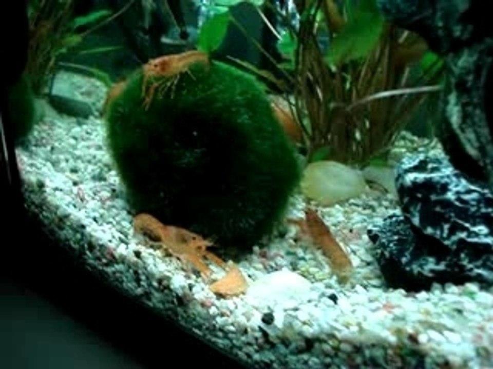 Orange Zwergflusskrebs