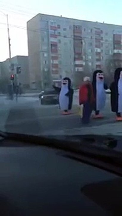 Несчастный случай на дороге с пингвином
