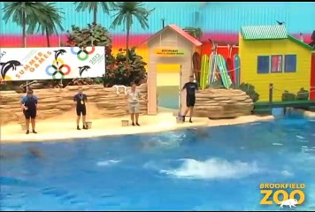 Cool Off at Brookfield Zoo's New Dolphin Presentation!