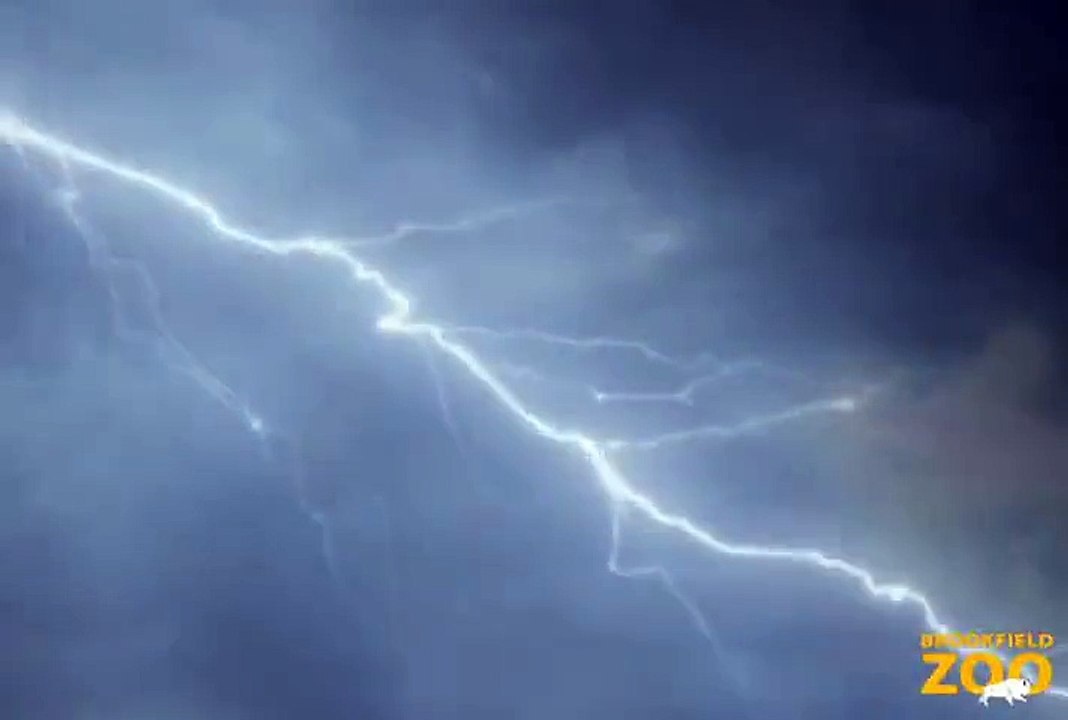 Creatures of the Night 2011 at Brookfield Zoo