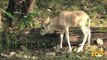 New Addax Calves at Snow Leopard Cubs Play in Snow Wolf Pups First Wellness Exam  Brookfield Zoo