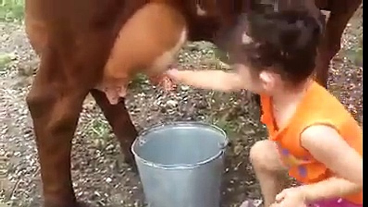 Small Baby Girl Milking The Cow