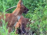 Animals Documentary   Indian Forests Wild Dog Full Animals Documentary