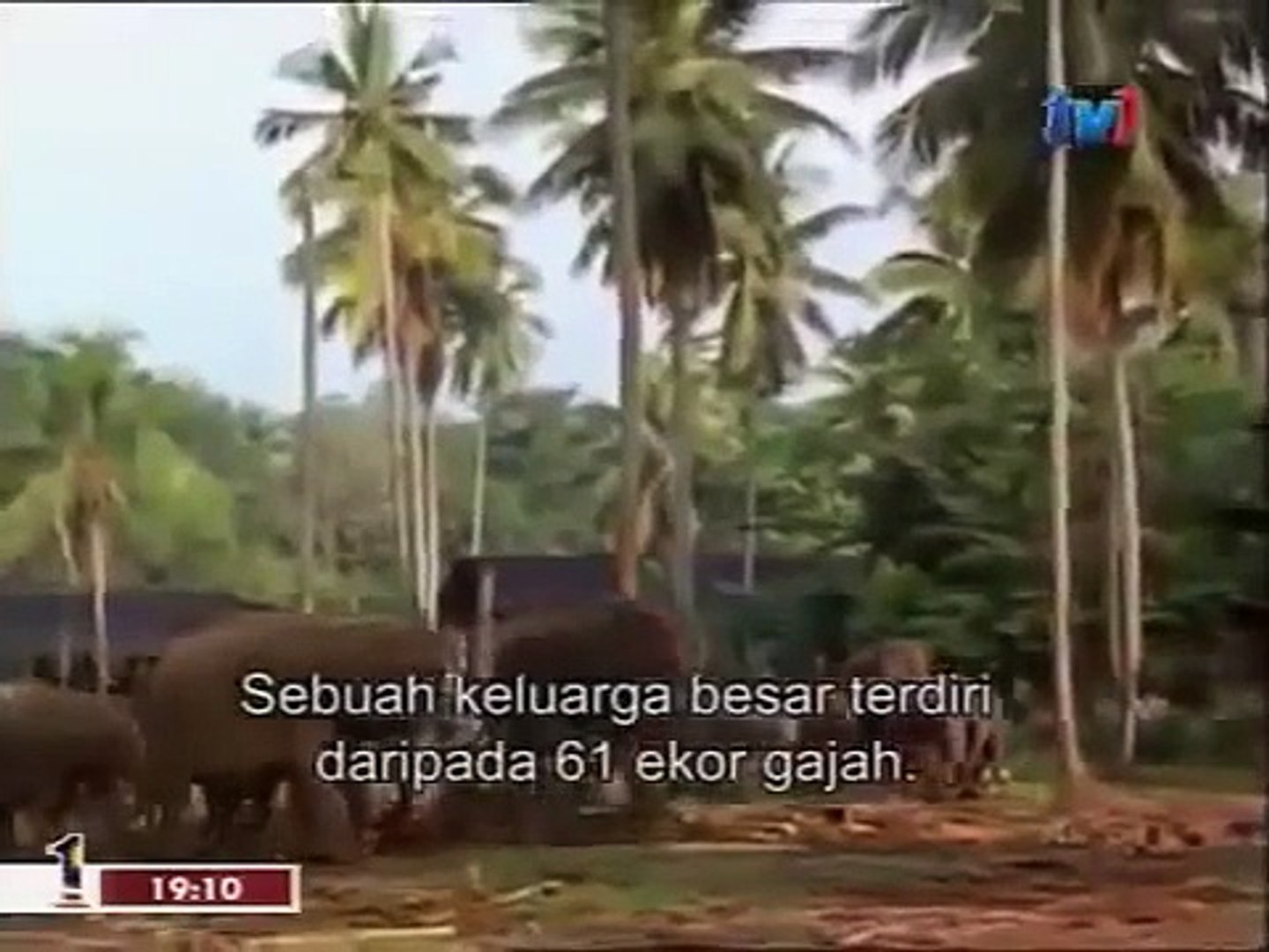 watch Animals Documentary   Urban Elephant full Animals Documentary