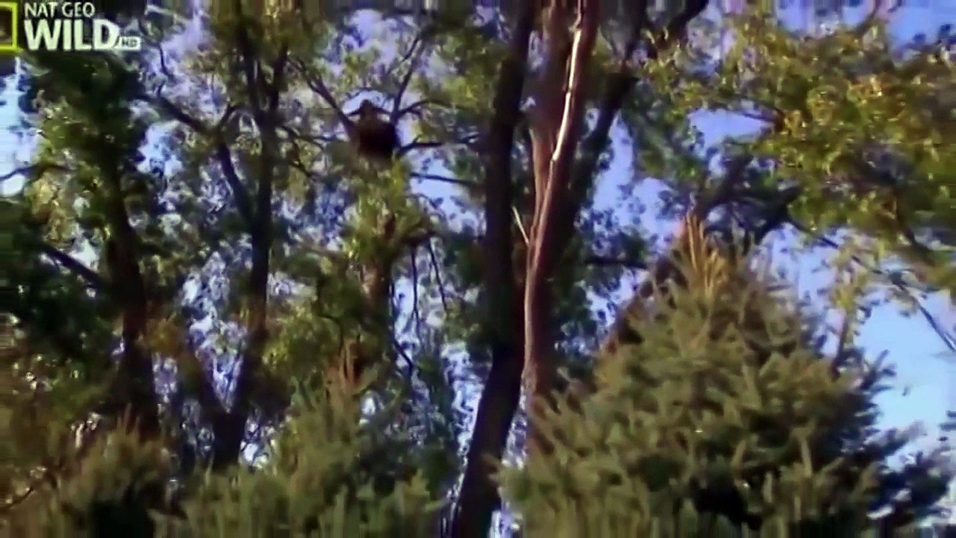 ⁣watch Animals Documentary   American Bald Eagle Full Animals Documentary
