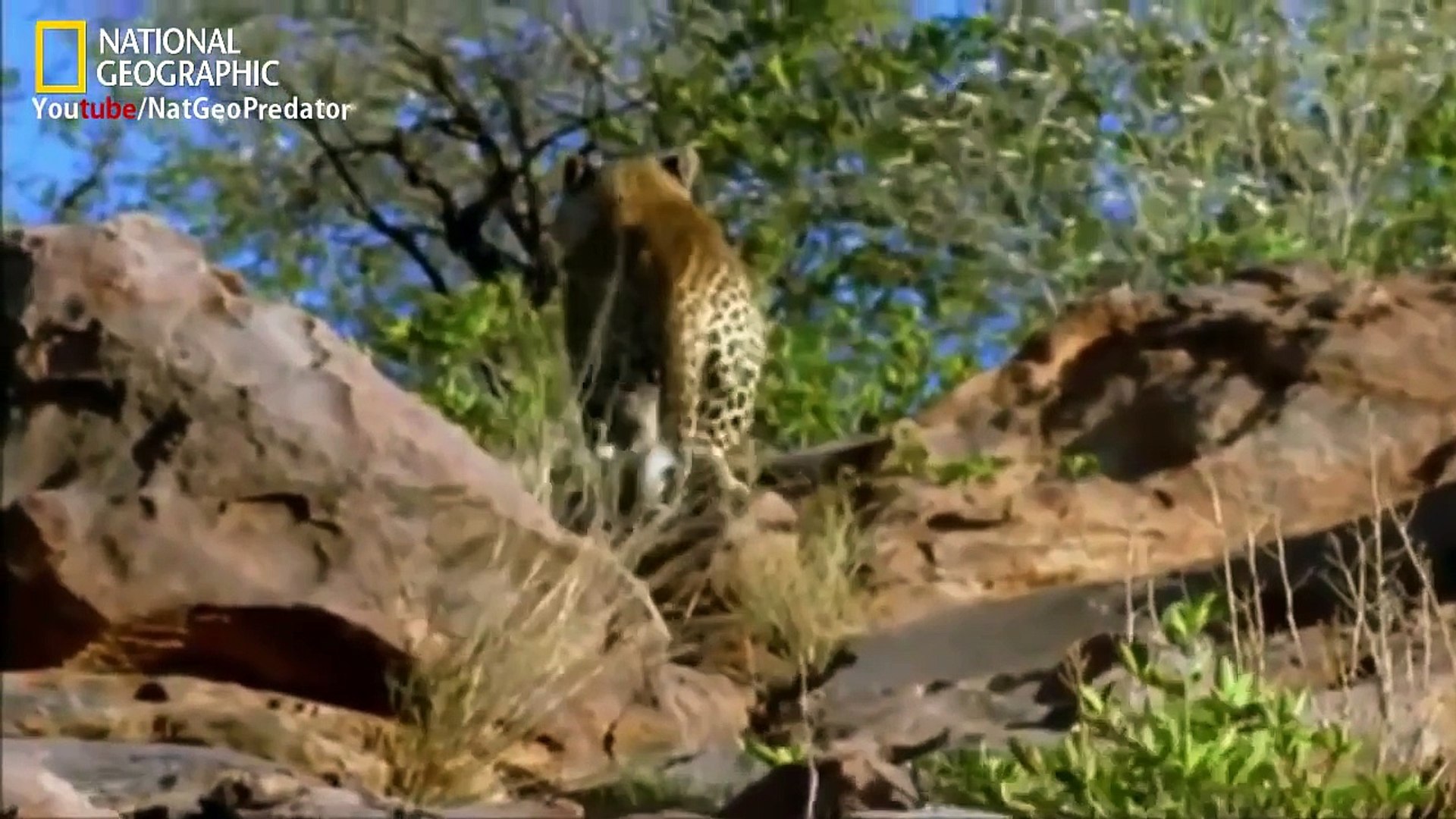 Cheetah Running on High Speed