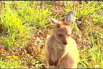 Cute Baby Kangaroo at Brookfield Zoo