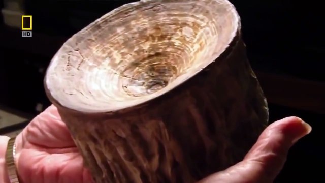 Giant Megalodon Shark Ancient Dinosaur Sharks Wildlife Nature Documentary